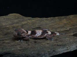 Nephrurus cinctus - (ex. wheeleri cinctus) austr. Knopfschwanzgecko