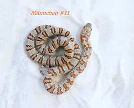 Lampropeltis Leonis - Königsnatter DNZ 2025