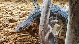 Varanus auffenbergi - Auffenbergs Waran - Zuchtpaarpreis