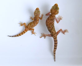 Stenodactylus sthenodactylus "Assuan" Tiere !- Dünnfingergeckos
