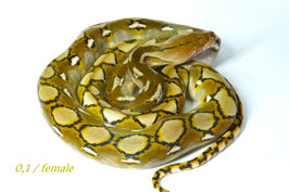Netzpython - Malayopython reticulatus