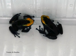 Dendrobates tinctorius " Lorenzo " -PAAR adult