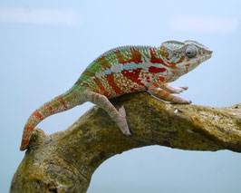 Furcifer pardalis - Pantherchamäleon "Tamatave" - PAARPREIS !