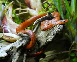 Yunnan Bambusnatter DNZ´24 (ca. 60 cm) - Oreocryptophis porphyraceus pulchra