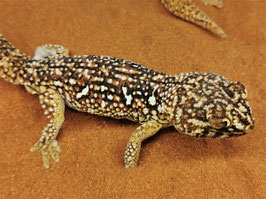 Chondrodactylus angulifer - Namib Sandgecko DNZ  Weibchen