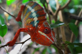 Furcifer pardalis - Pantherchamäleon "Ambilobe"