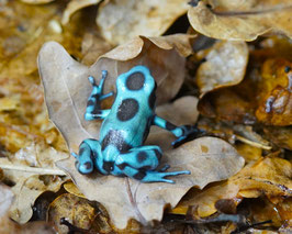 Dendrobates auratus - Goldbaumsteiger "microspot"