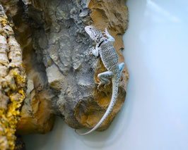 Crotaphytus collaris collaris - Halsbandleguan Pärchen