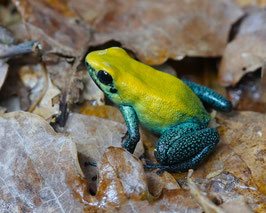 Phyllobates bicolor - Zweifarbiger Blattsteiger