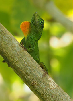 Anolis grahami aquarum- Grahams oder Jamaika Anolis  DNZ