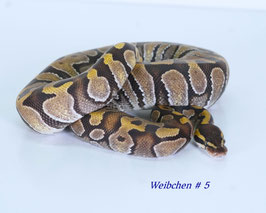 Python regius - Königspython  deutsche Nachzuchten