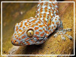 Tokeh / Tokee - Gecko gekko