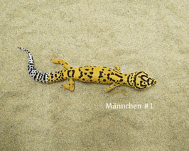 Leopardgeckos - Eublepharis macularius - Männchen!