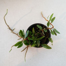 Microgramma vaccinifolium - Rarität