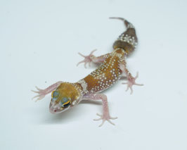 Australischer Dickschwanzgecko - Underwoodisaurus milii "Lightphase" - Paarpreis