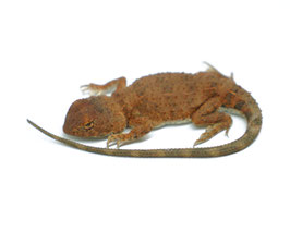 Australische Taubagame - Tympanocryptis centralis