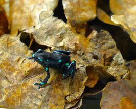 Dendrobates auratus - Goldbaumsteiger  " Ancon Hill "