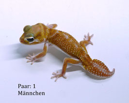 Nephrurus levis pilbarensis- australischer Knopfschwanzgecko