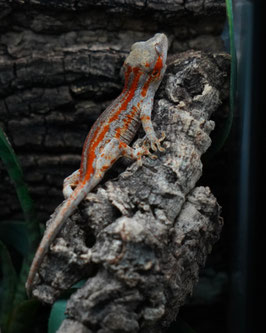 Höckerkopfgeckos - Rhacodactylus auriculatus - Gargoyle Gecko DNZ