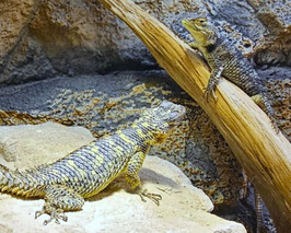 Blauer Stachelleguan - Sceloporus cyanogenys - Jungtiere