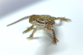 Pogona henrylawsoni - Zwergbartagamen