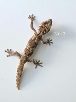 Strophurus ciliaris -  Nördl. Stachelschwanzgecko