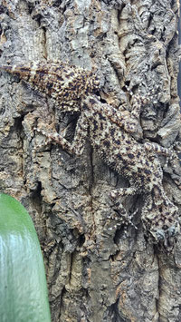 Phyllurus amnicola - Australischer Blattschwanzgecko Paarpreis