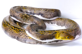Netzpython - Malayopython reticulatus - Männchen