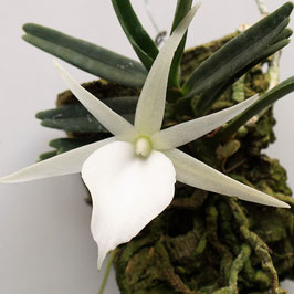 Angraecum cf. didierii - "little white star"