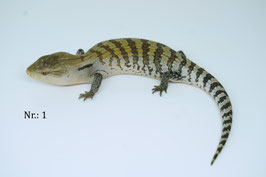 Tiliqua sp. irian jaya -  Irian Jaya Blauzungenskink