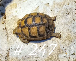 Testudo kleinmanni- Ägyptische Landschildkröte NZ 2025