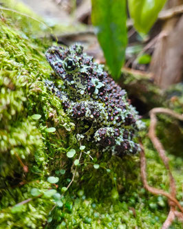 Theloderma corticale -  Vietnamesischer Moosfrosch