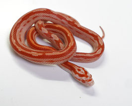 Pantherophis guttatus - Kornnatter "Albino Tessera Motley"