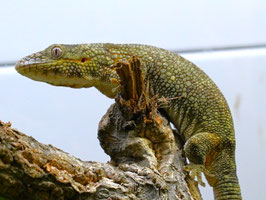Eurydactylodes agricolae - Baur´s Chamäleongecko