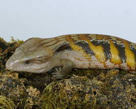 Tiliqua scincoides intermedia -  Nördlicher Blauzungenskink