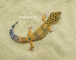 Leopardgeckos - Eublepharis macularius - Weibchen Nachzuchten 2025