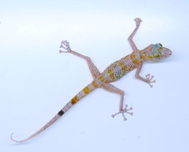 Asaccus gardneri -  Gardner-Blattfingergecko