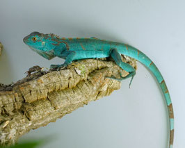 Grüner Leguan - Iguana iguana !! BLAU !!