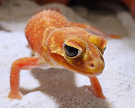 Nephrurus levis levis- australischer Knopfschwanzgecko