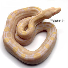 Boa constrictor imperator - Kaiserboa DNZ 2026