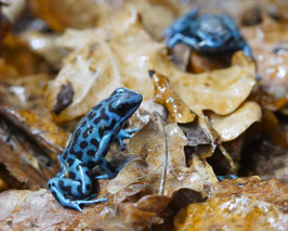 Dendrobates auratus - Goldbaumsteiger  " La Coca "