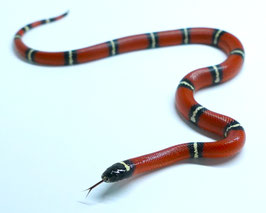 Lampropeltis polyzona "sinaloae" - Sinaloa Dreiecksnatter /  Milchschlange