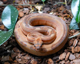 Boa constrictor imperator - Kaiserboa DNZ 2024 div. Morphen