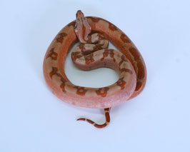 Boa constrictor imperator - Kaiserboa DNZ 2024 div. Morphen