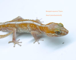 Paroedura picta - Madagaskar Großkopfgecko Paarpreis