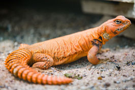 Uromastyx geyri  - Geyr´s Dornschwanzagame