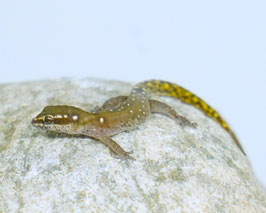 Saurodactylus harrisii - Marokkanischer Echsenfingergecko  - Region Guelmim - Paarpreise !!