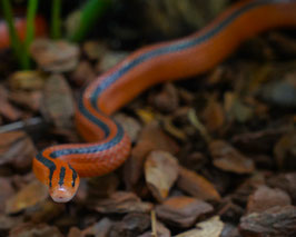 Rote Thailändische Bambusnatter -  Oreocryptophis porphyraceus coxi