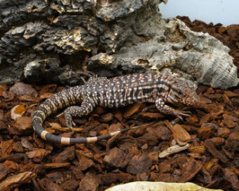 Roter Argentinischer Teju - Salvator rufescens, Syn.: Tupinambis rufescens