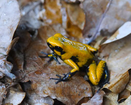 Phyllobates terribilis " Blackfoot  Tesoros " - Schrecklicher Blattsteiger